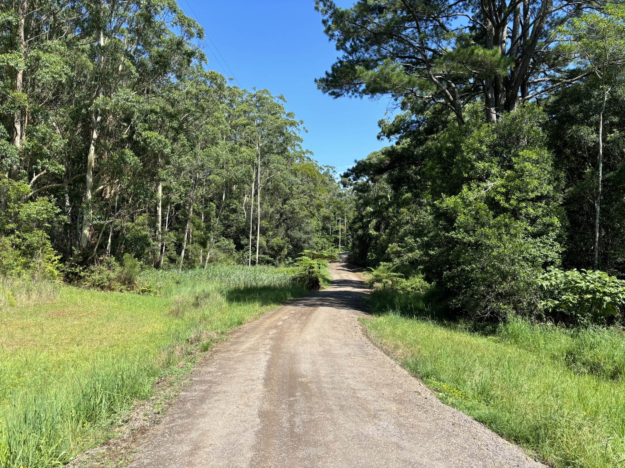 Graded road through bushland near Bellthorpe